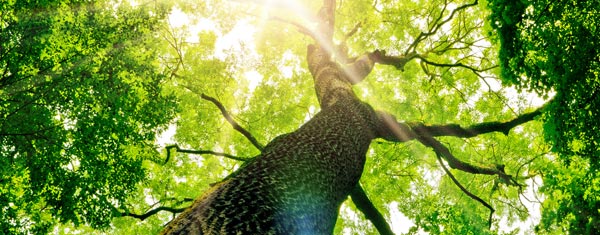 Banner Baum Service Dörge Garten- und Landschaftsbau